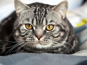 test_vlad